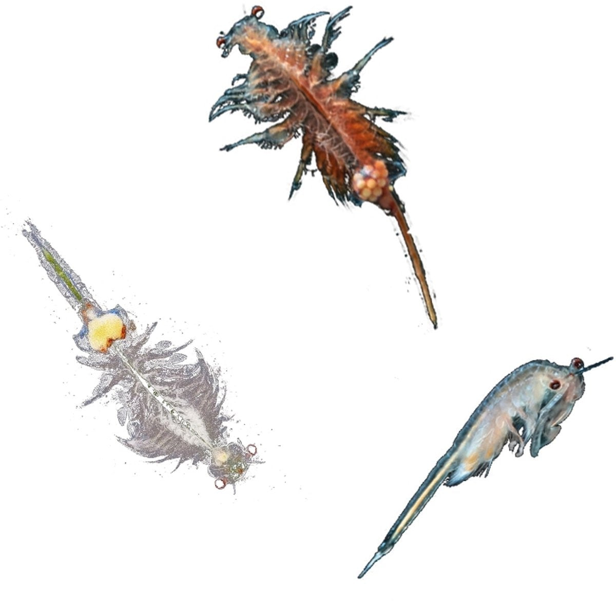 Kosmos | Sea Dogs
