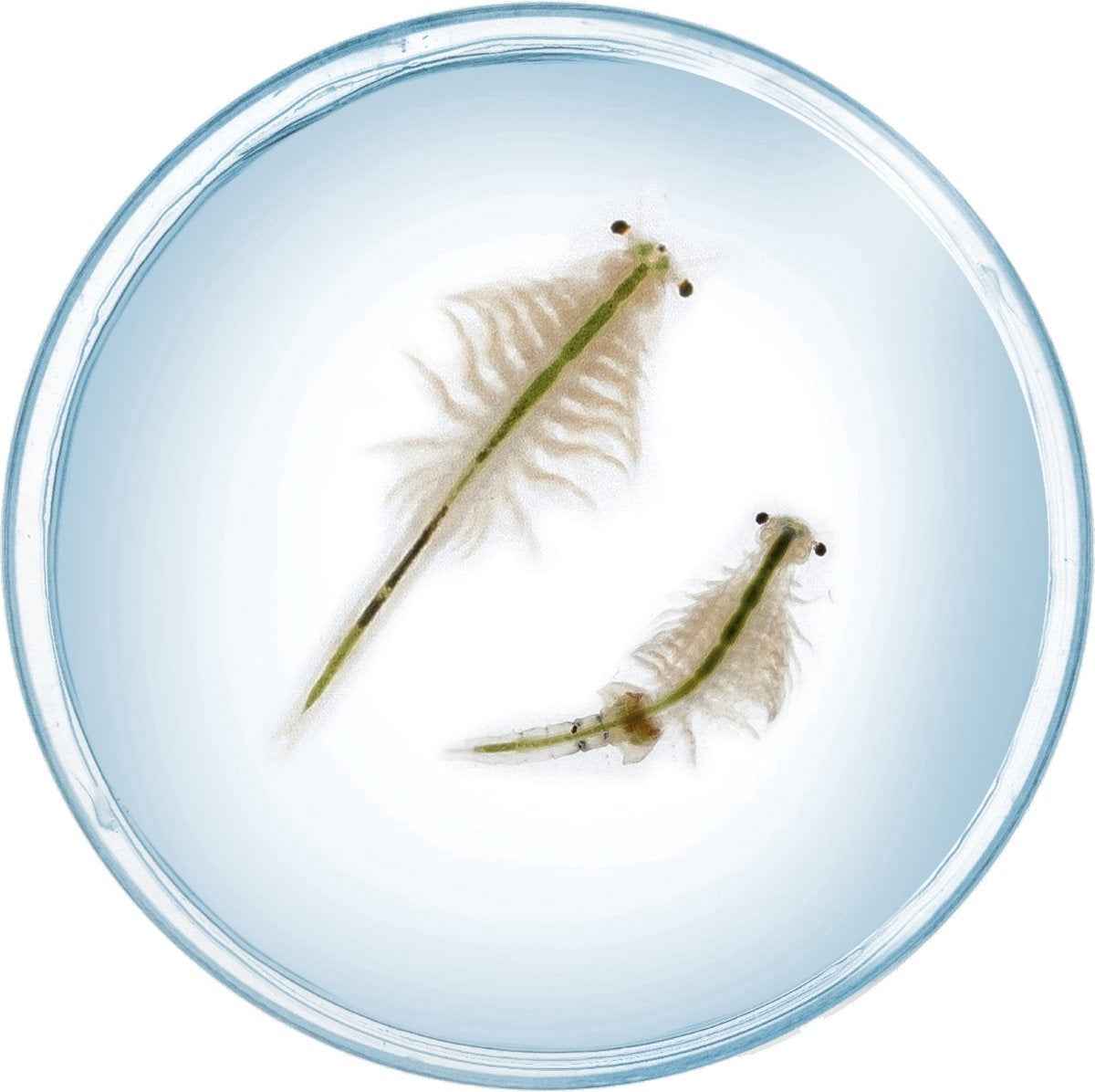 Kosmos | Fun Science - Saltwater Creatures