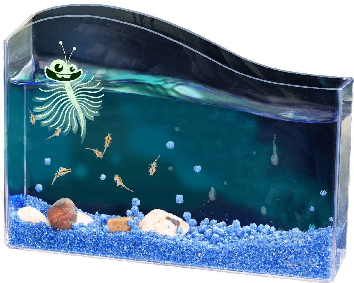 Kosmos | Fun Science - Saltwater Creatures