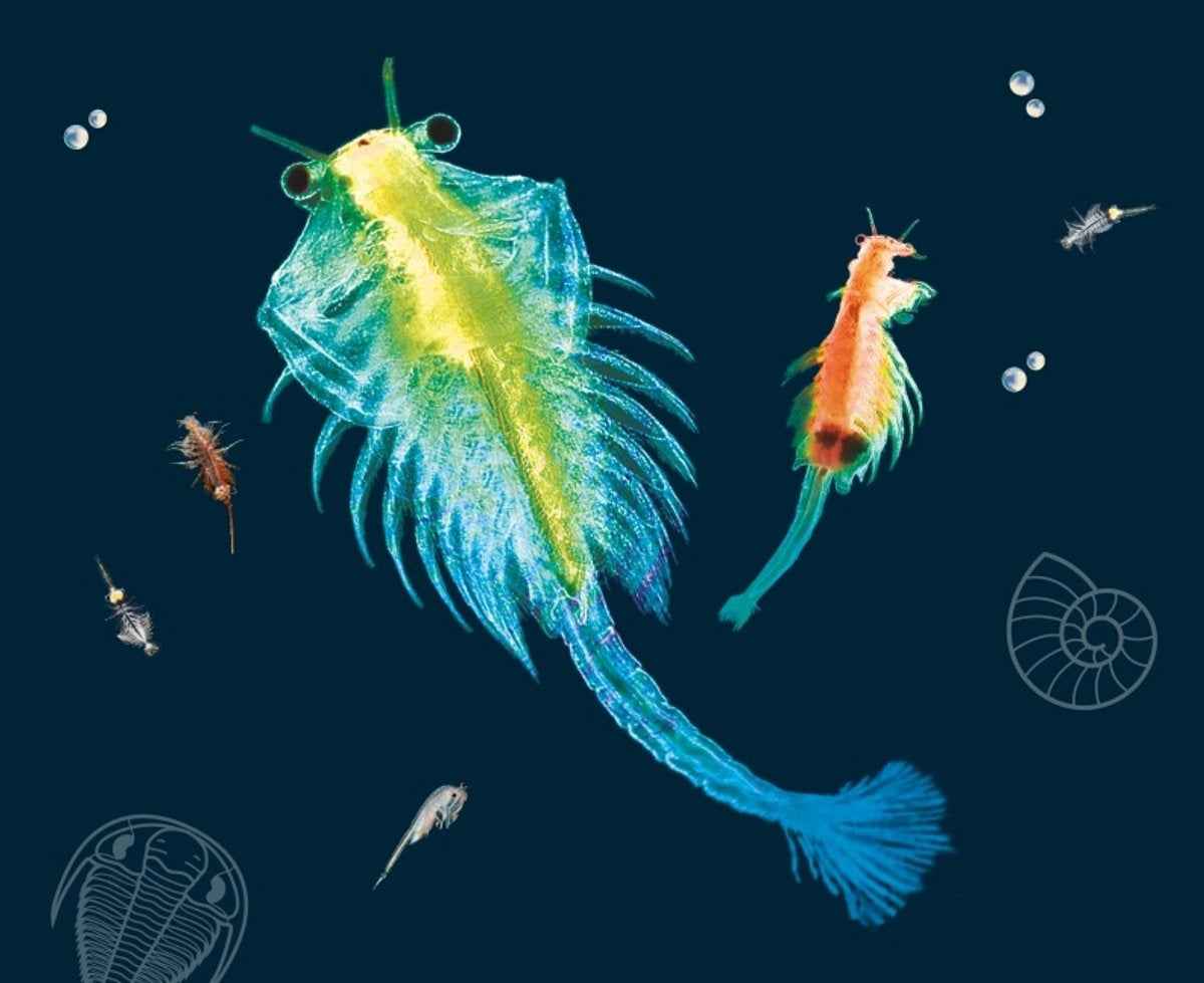 Kosmos | Sea Dogs