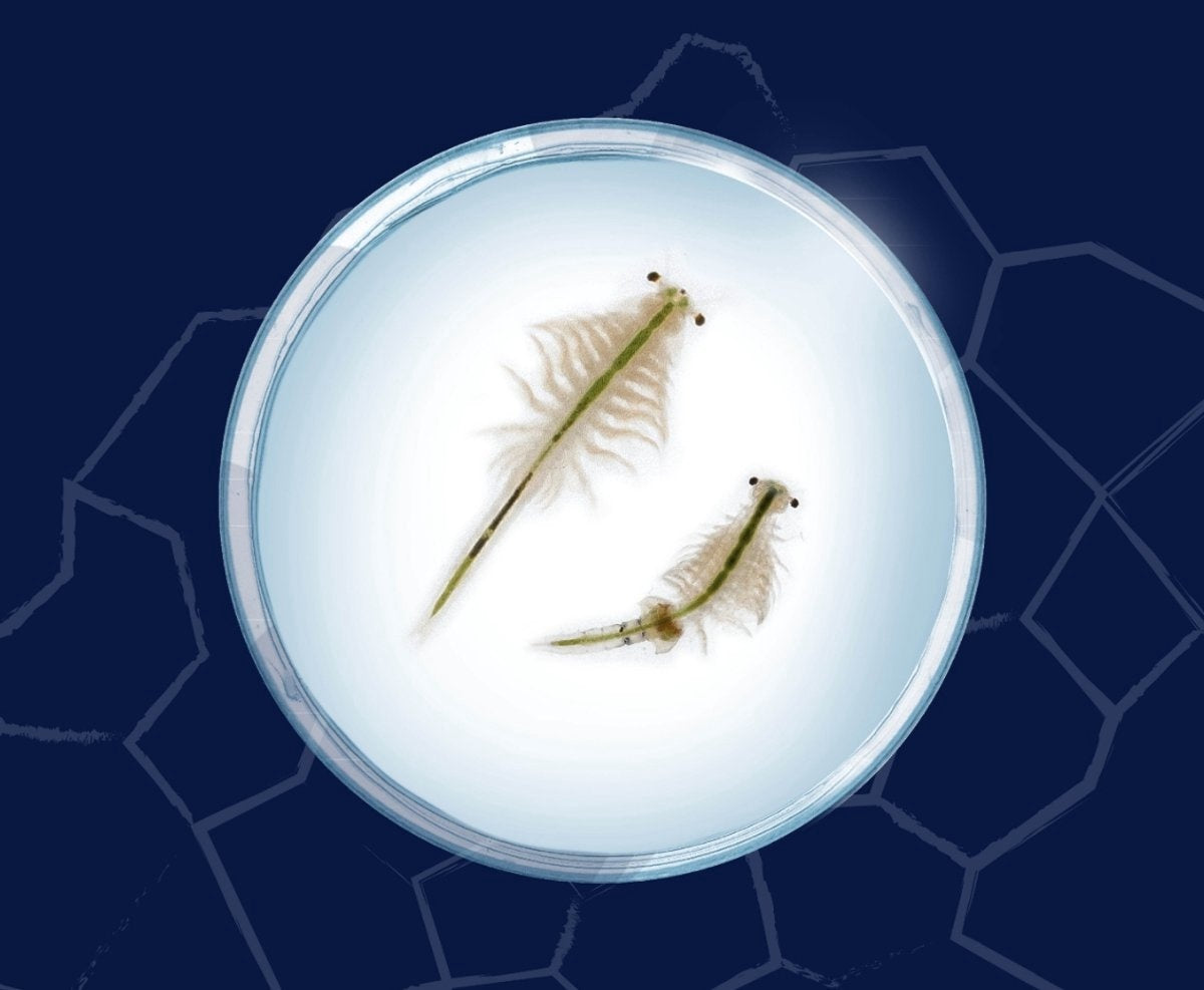 Kosmos | Fun Science - Saltwater Creatures