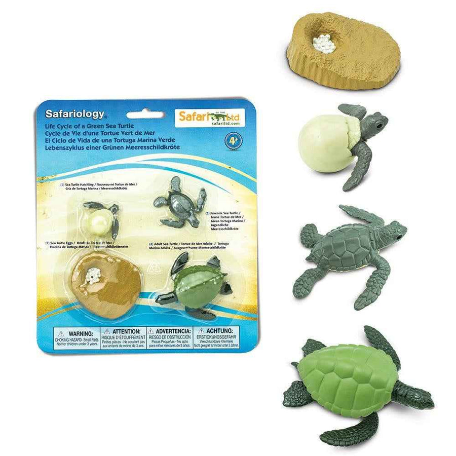 Safari Ltd. | Levenscyclus Van Een Groene Zeeschildpad