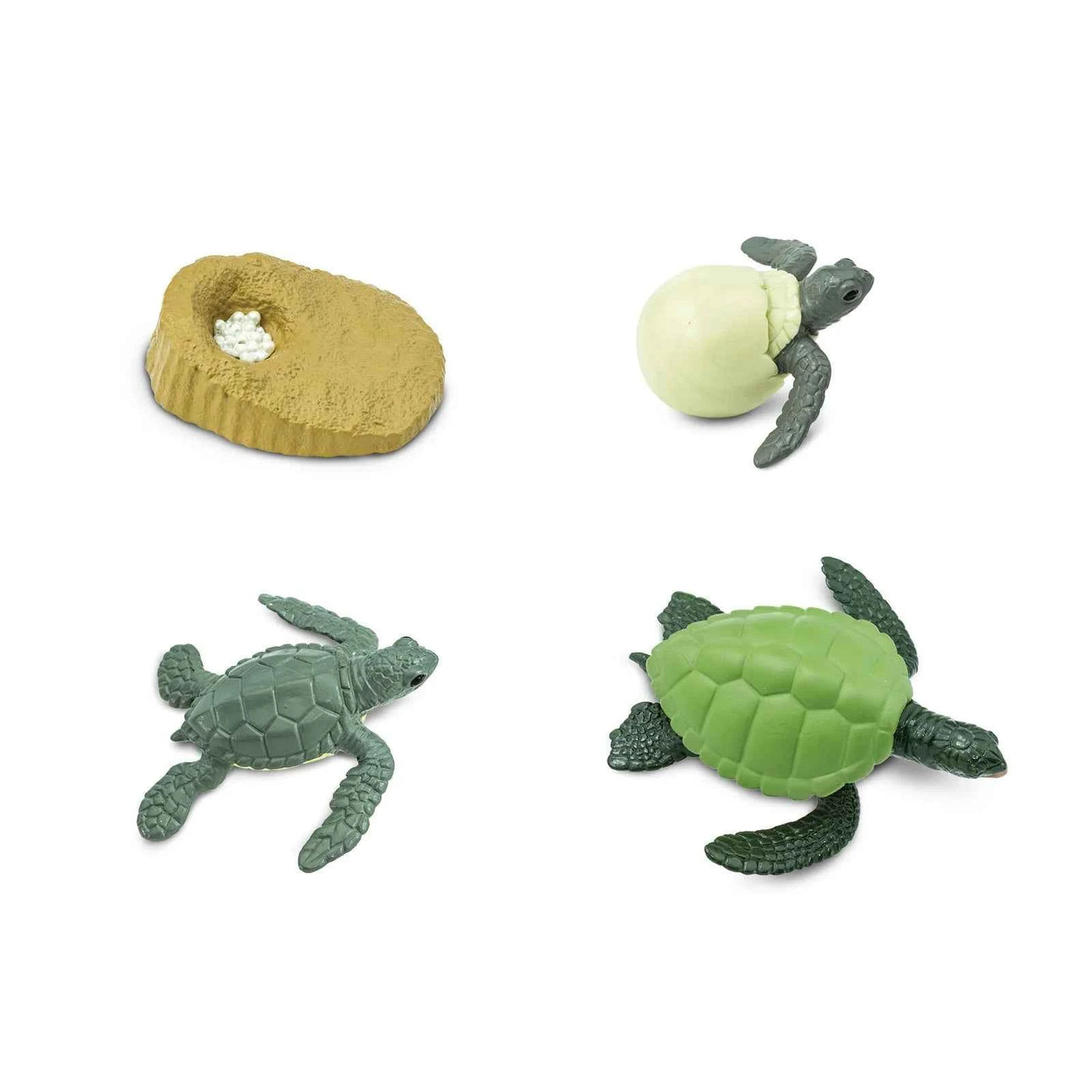 Safari Ltd. | Levenscyclus Van Een Groene Zeeschildpad