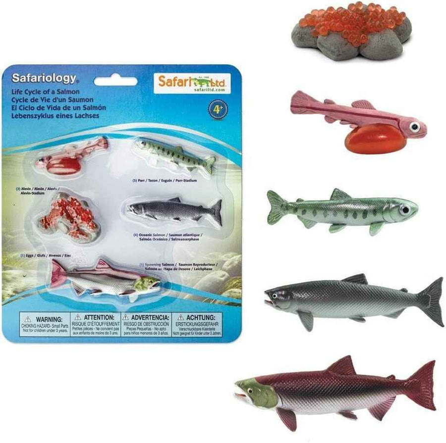 Safari Ltd. | Levenscyclus Van Een Zalm