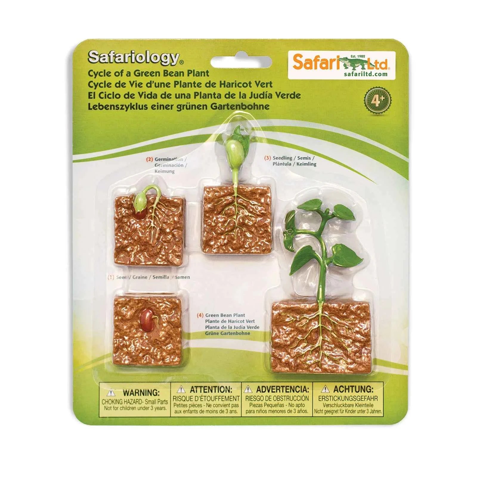 Safari Ltd. | Life Cycle of a Green Bean Plant