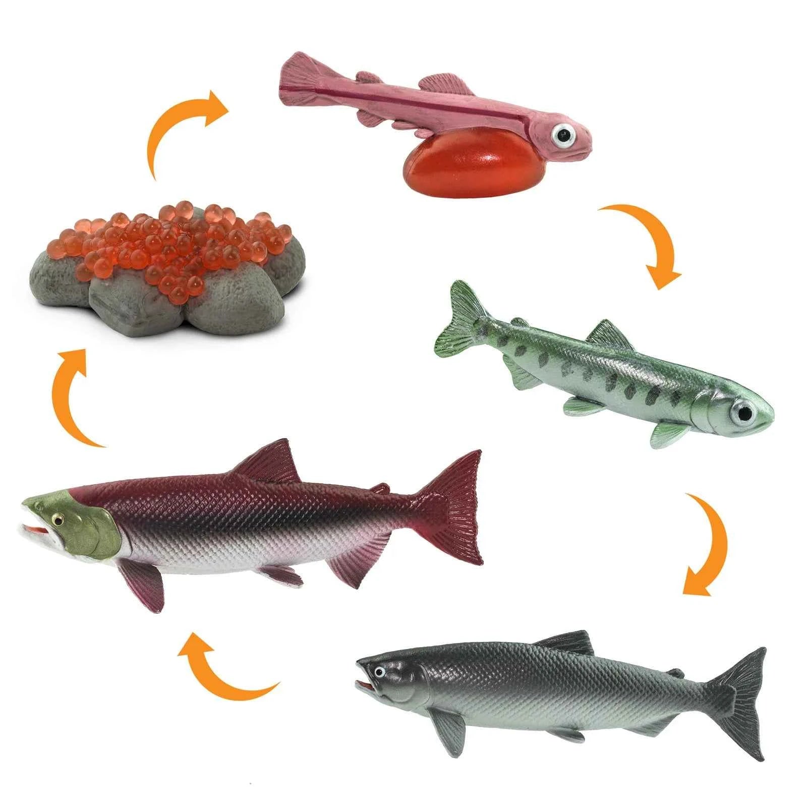 Safari Ltd. | Levenscyclus Van Een Zalm