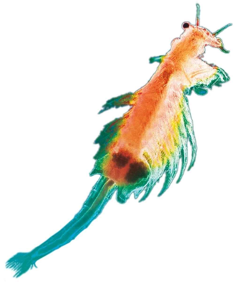 Kosmos | Sea Dogs