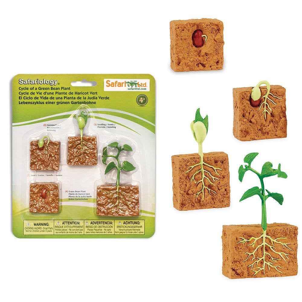 Safari Ltd. | Life Cycle of a Green Bean Plant