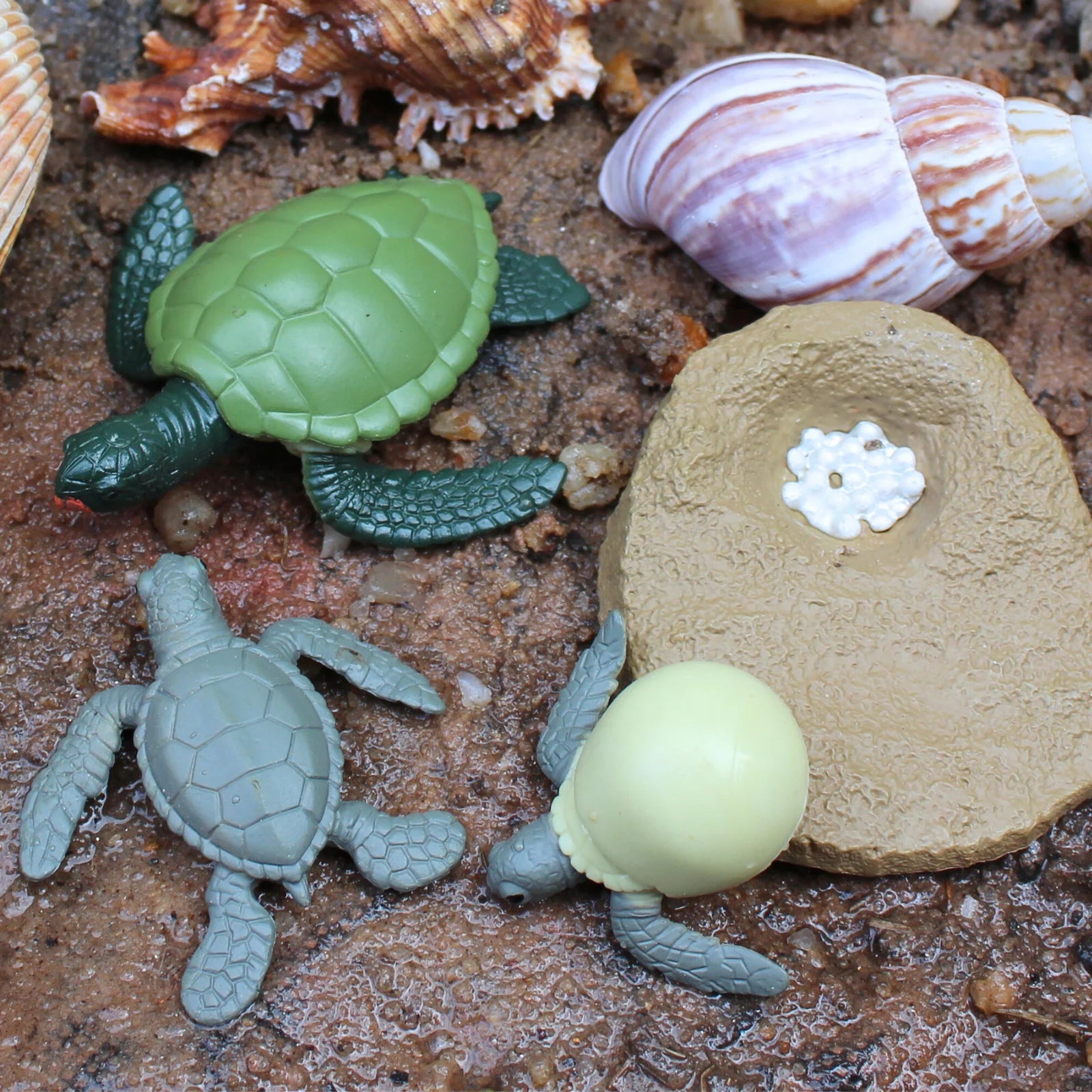 Safari Ltd. | Levenscyclus Van Een Groene Zeeschildpad