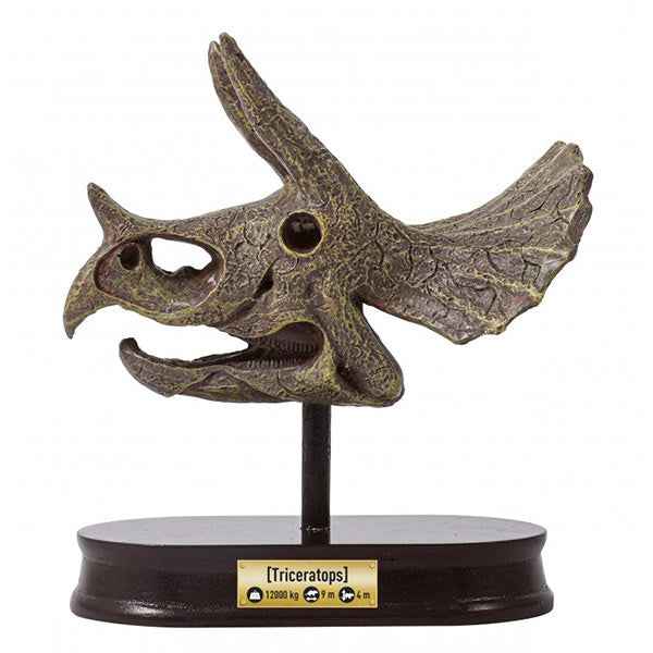 Buki uitgraafset dinosaurusschedel Triceratops