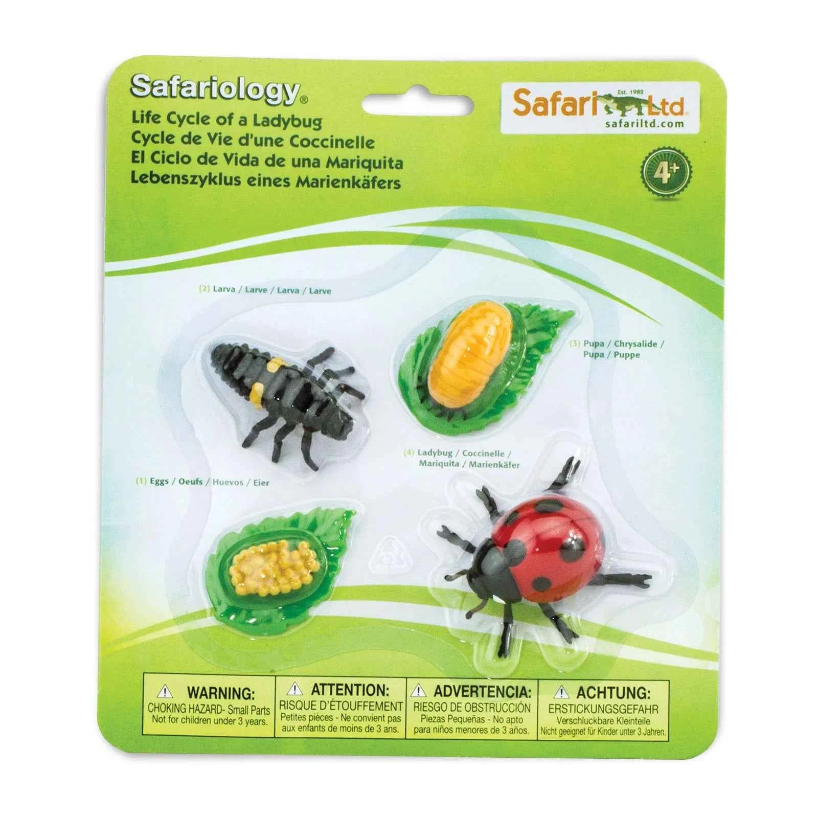 Safari Ltd. | Levenscyclus Van Een Lieveheersbeestje