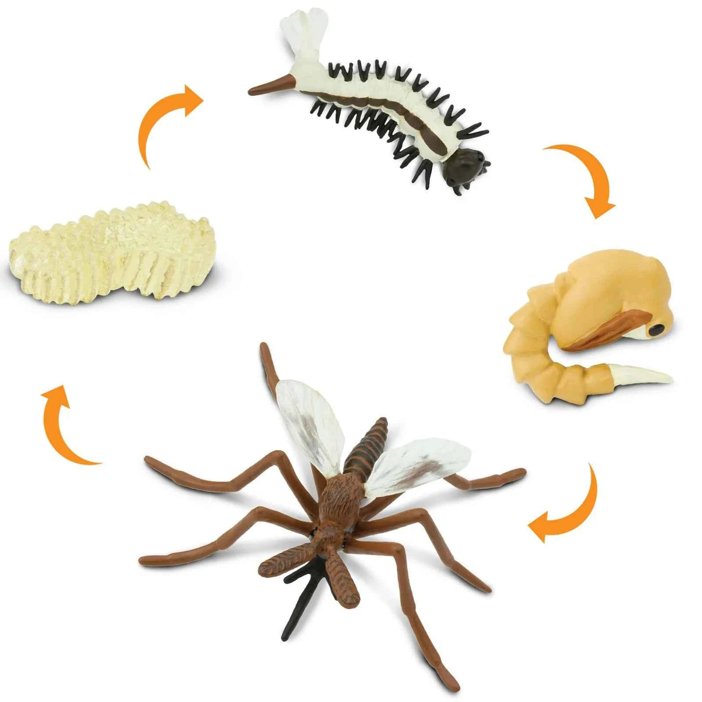 Safari Ltd. | Life Cycle of a Mosquito