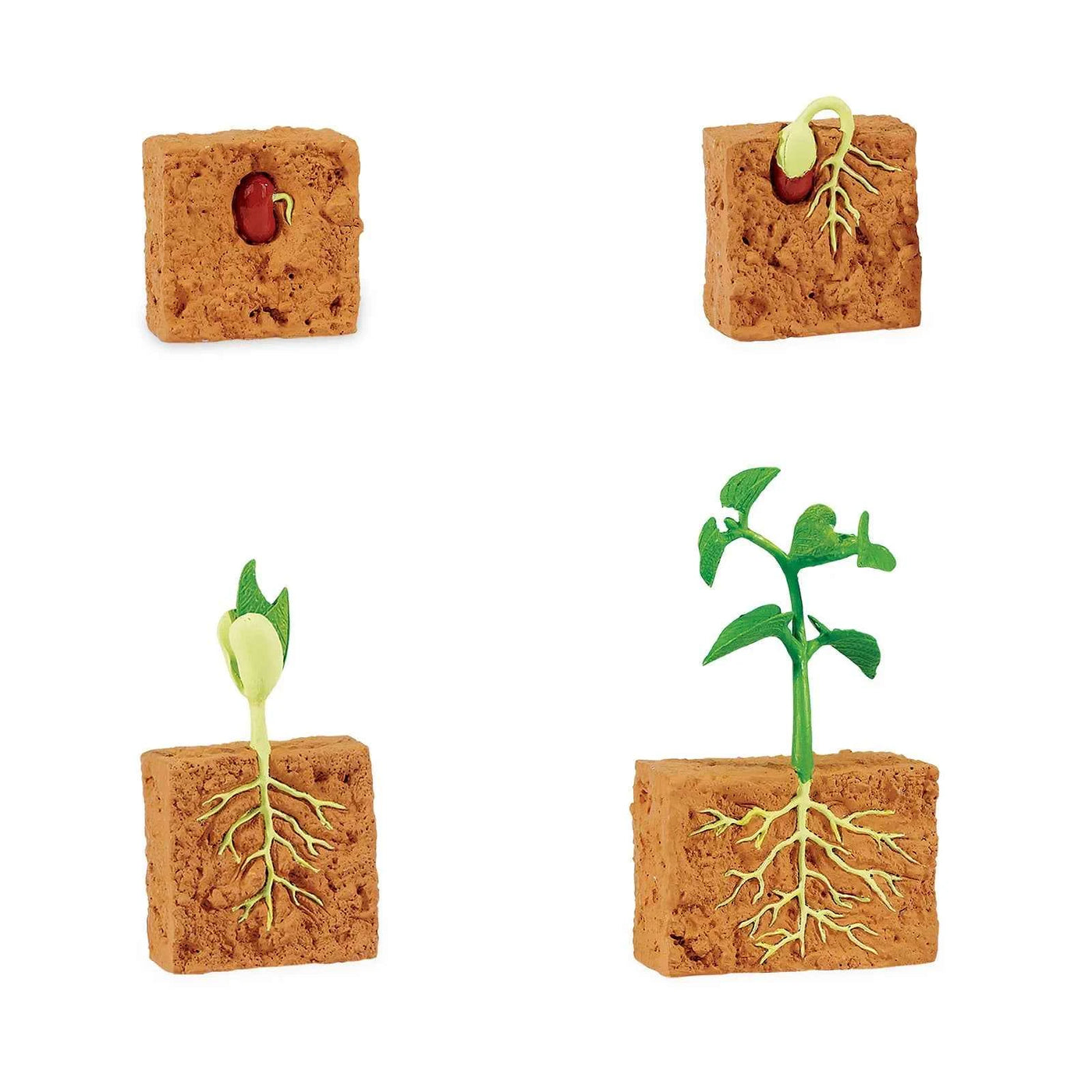 Safari Ltd. | Life Cycle of a Green Bean Plant