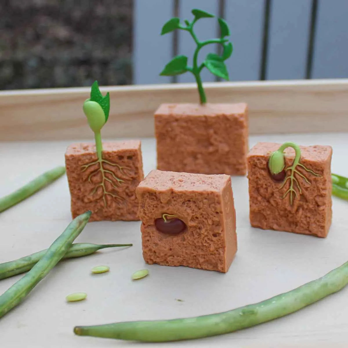 Safari Ltd. | Life Cycle of a Broad Bean Plant