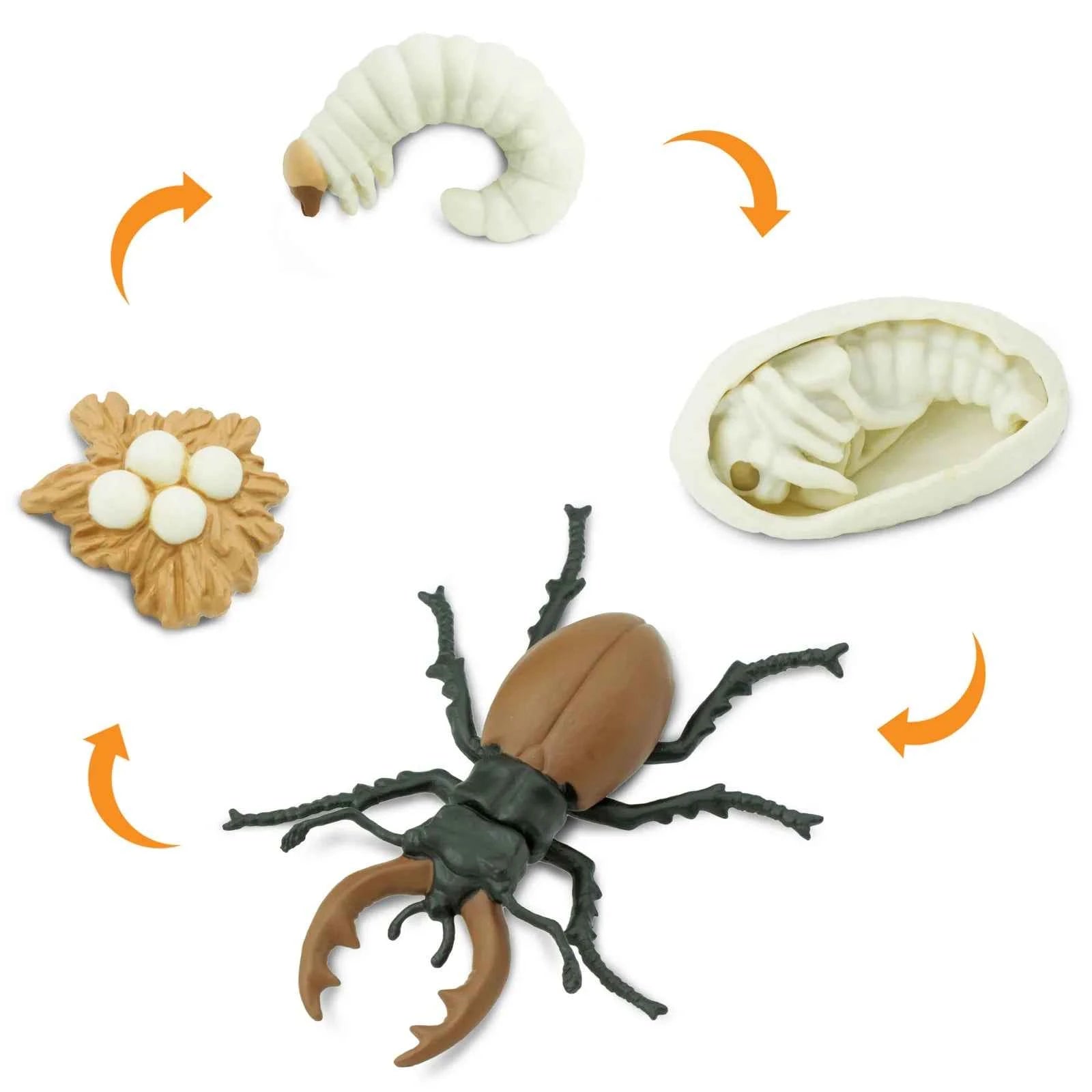 Safari Ltd. | Life Cycle of a Stag Beetle