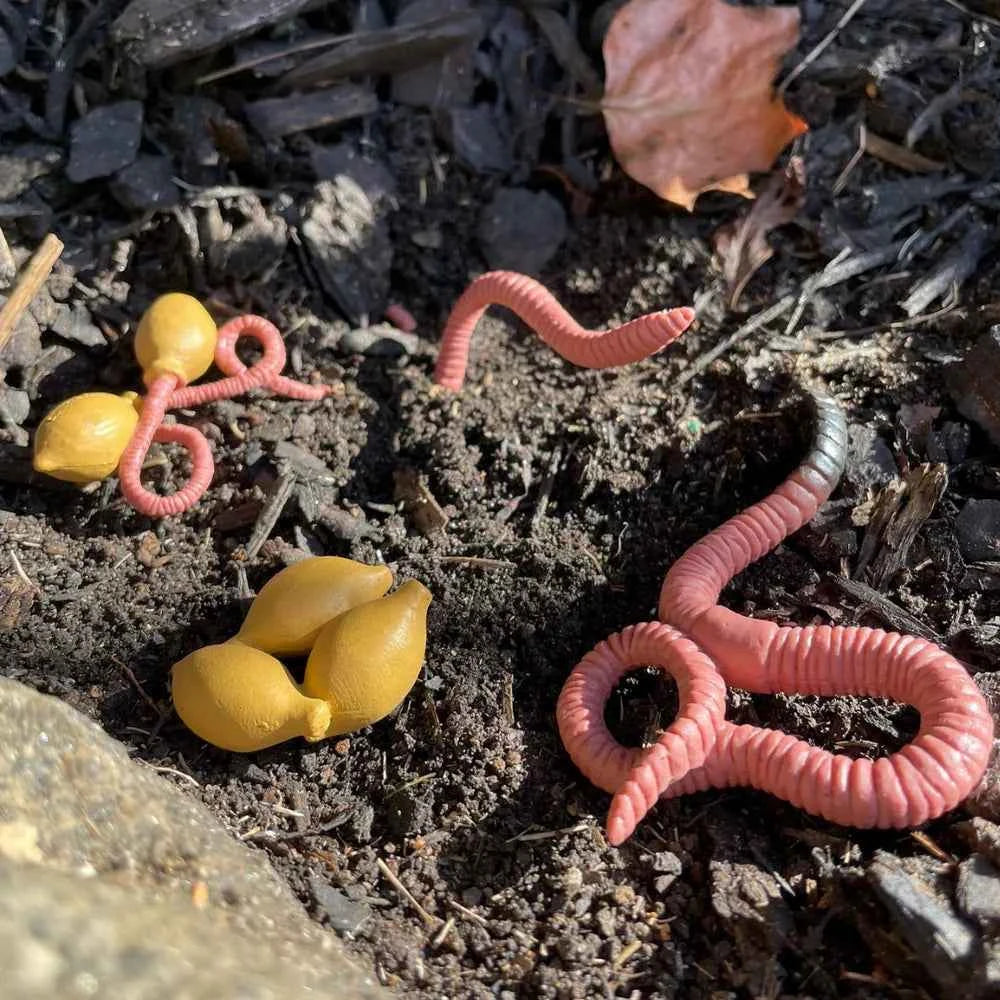 Safari Ltd. | Life Cycle of a Worm