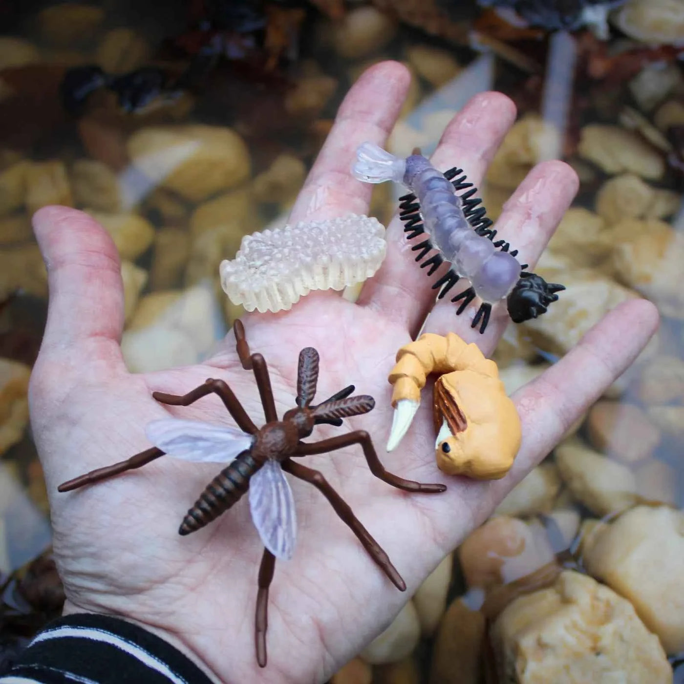 Safari Ltd. | Life Cycle of a Mosquito
