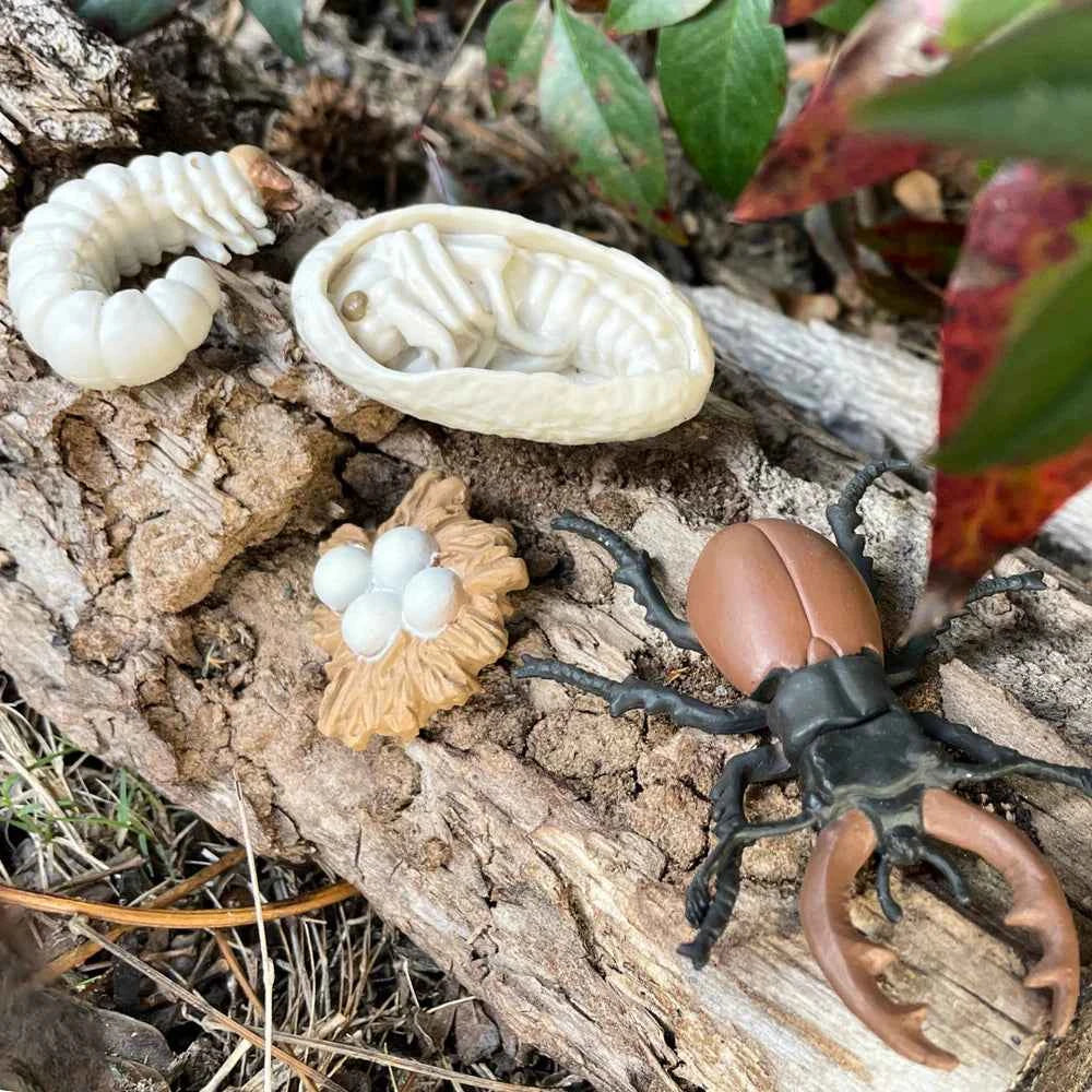 Safari Ltd. | Life Cycle of a Stag Beetle