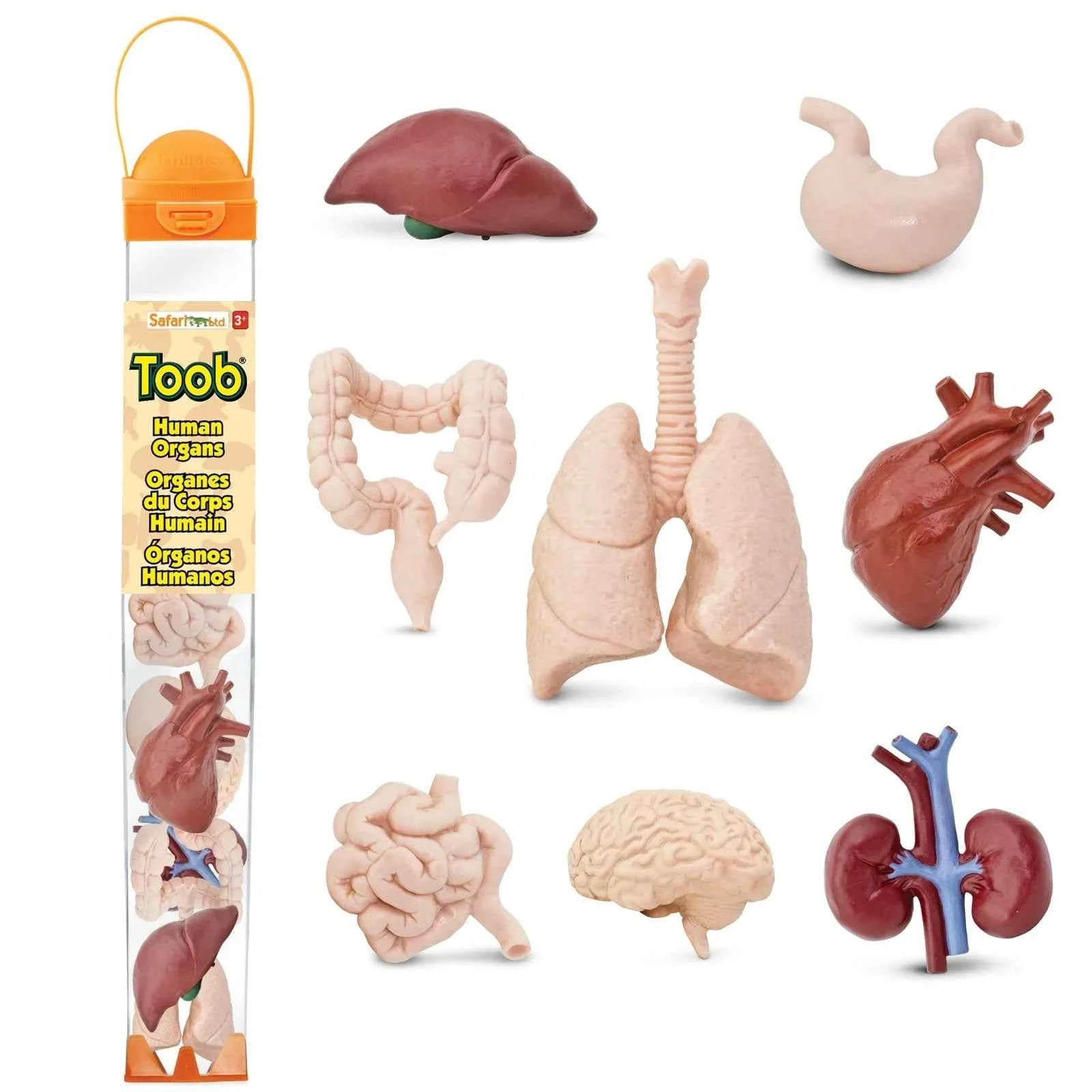 Safari Ltd. | Human Organ Toy Figures