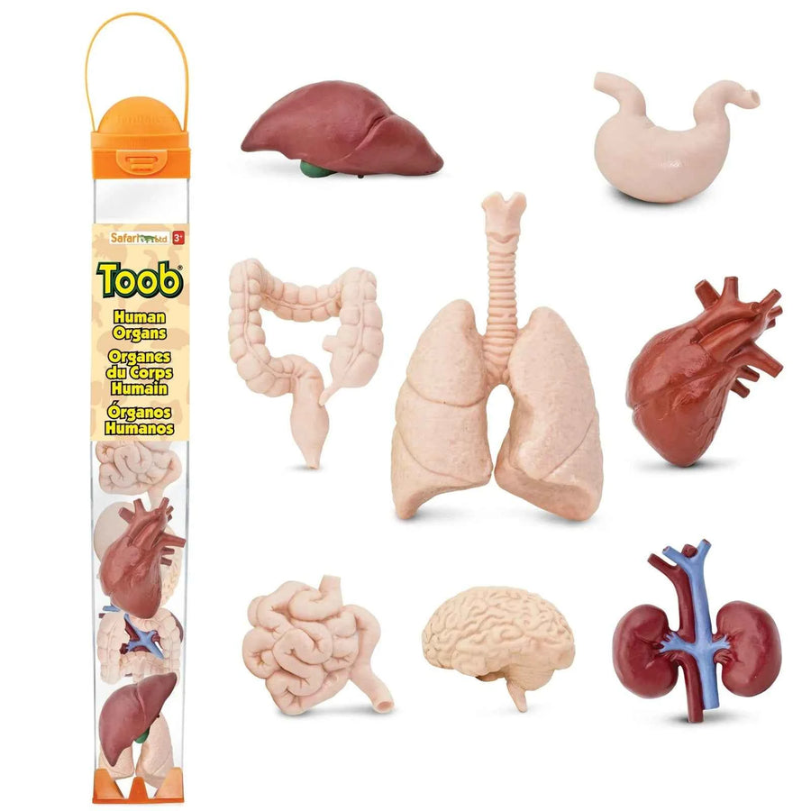 Safari Ltd. | Speelfiguren Menselijke Organen