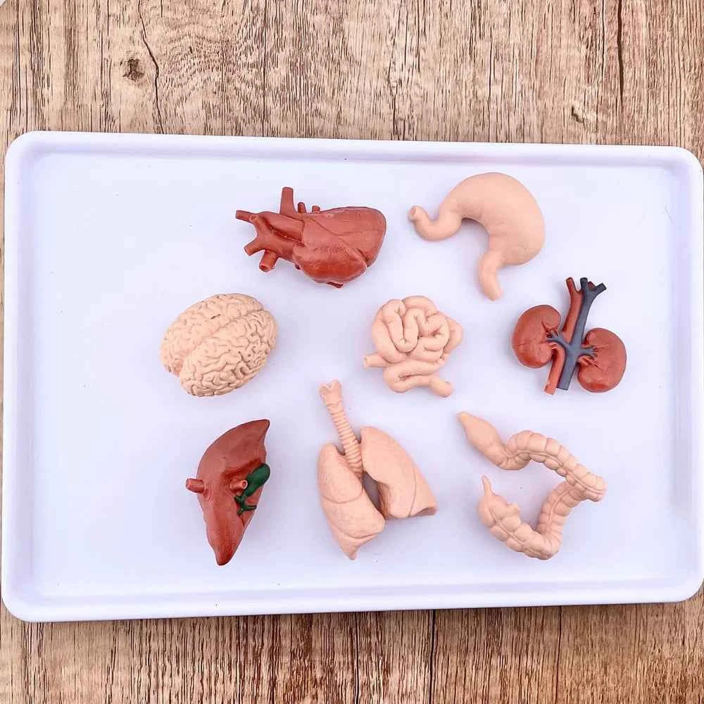 Safari Ltd. | Human Organ Toy Figurines