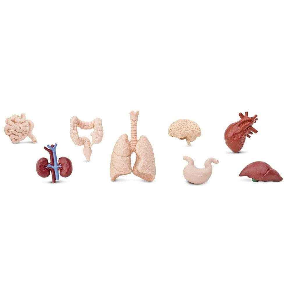 Safari Ltd. | Human Organ Toy Figures