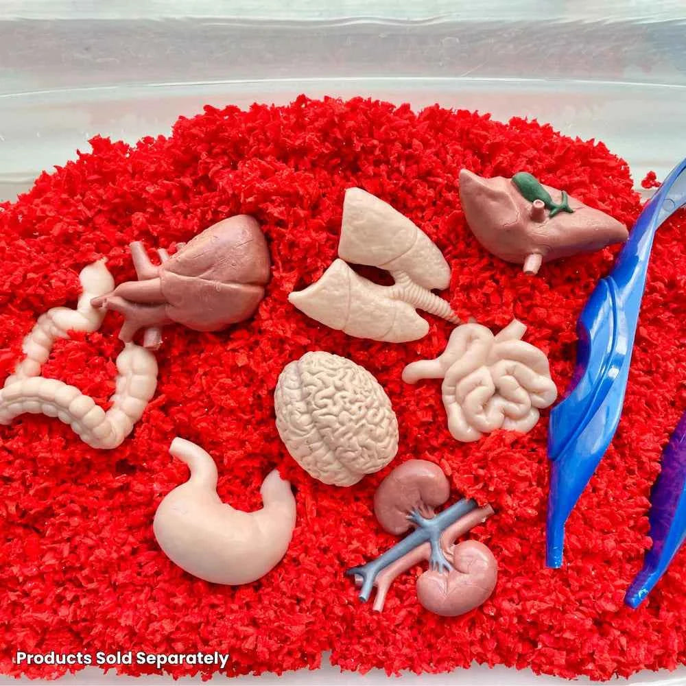 Safari Ltd. | Human Organ Toy Figures