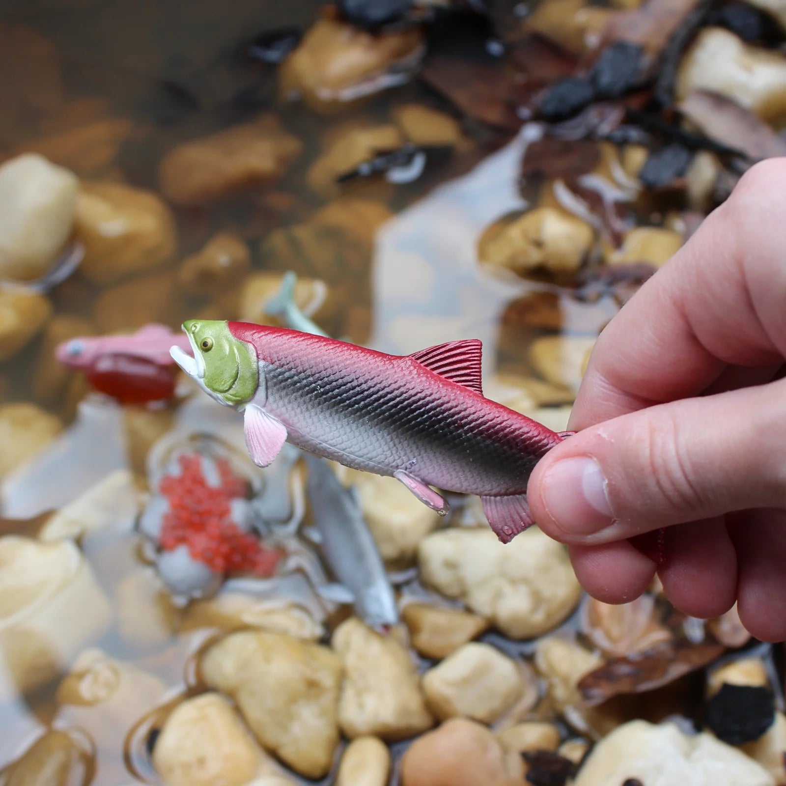 Safari Ltd. | Levenscyclus Van Een Zalm