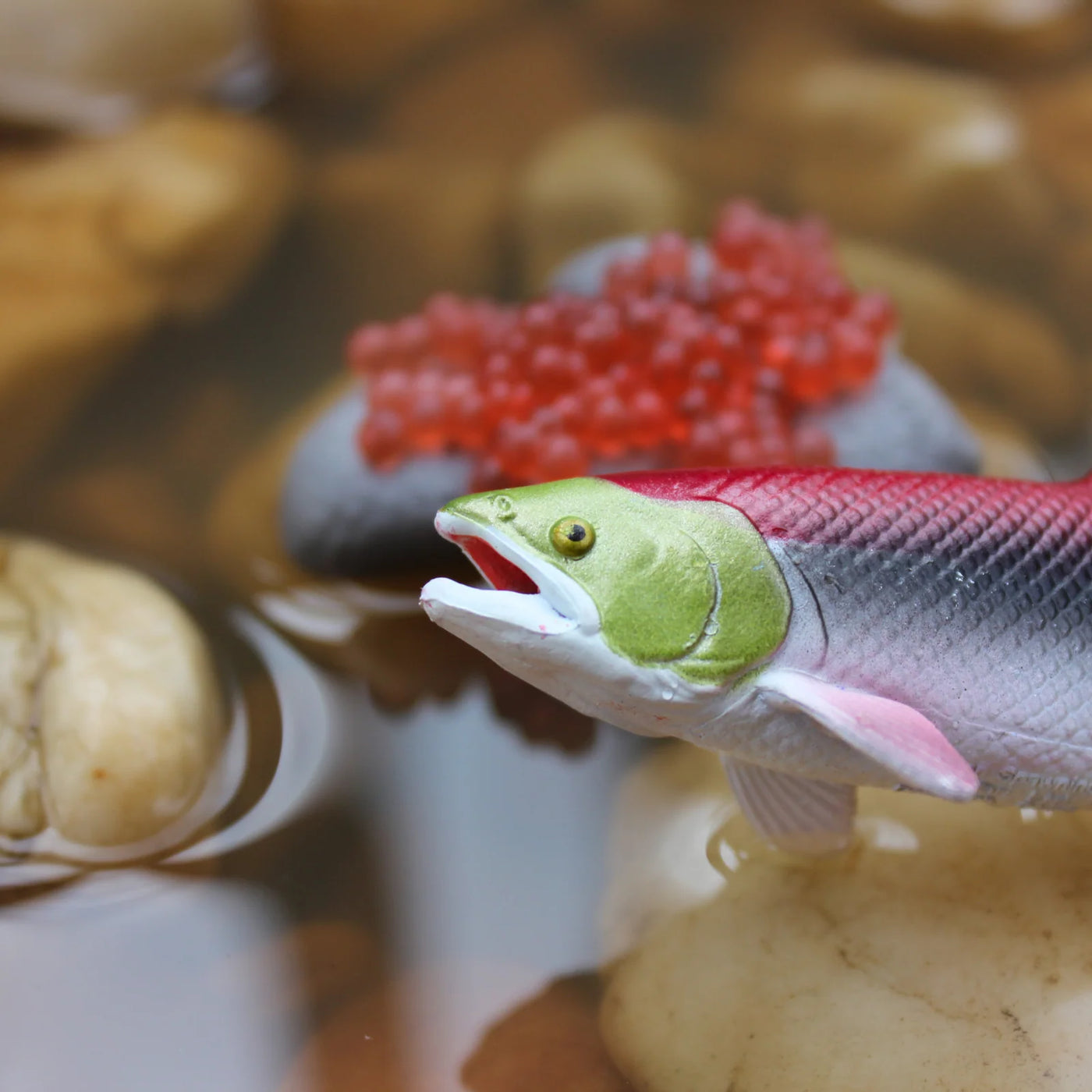 Safari Ltd. | Levenscyclus Van Een Zalm
