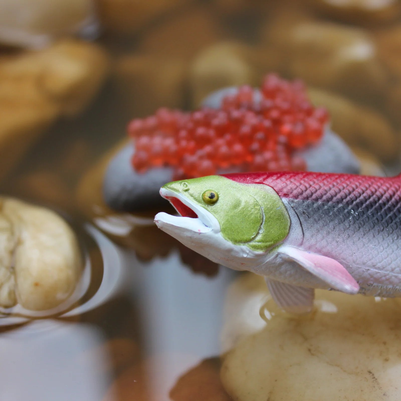 Safari Ltd. | Levenscyclus Van Een Zalm