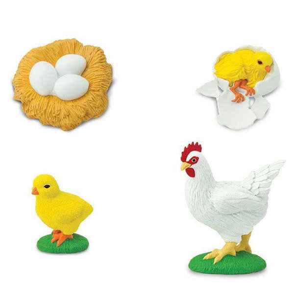 Safari Ltd. | Life Cycle of a Chicken
