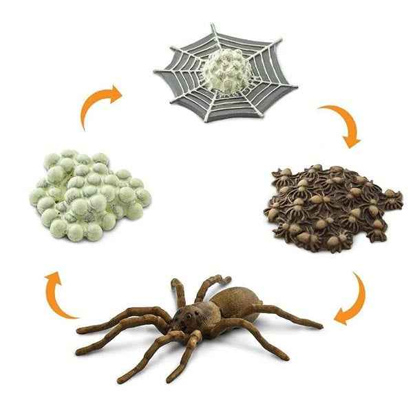Safari Ltd. | Life Cycle of a Spider