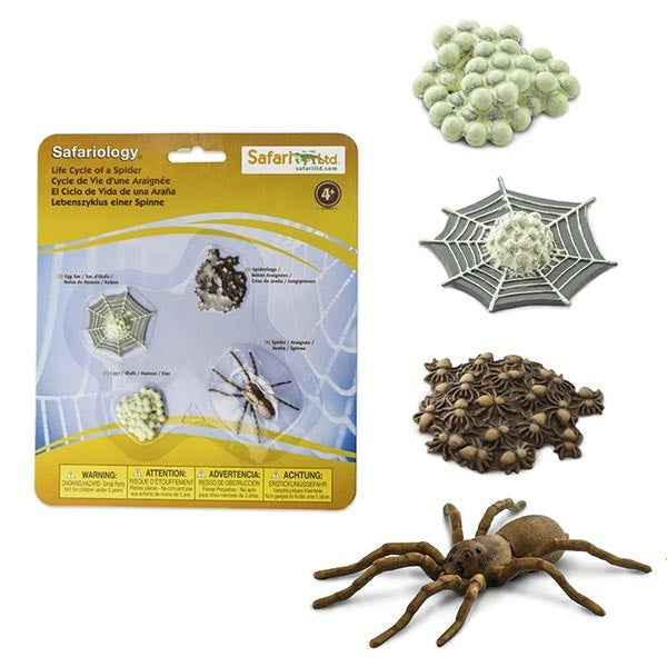 Safari Ltd. | Life Cycle of a Spider