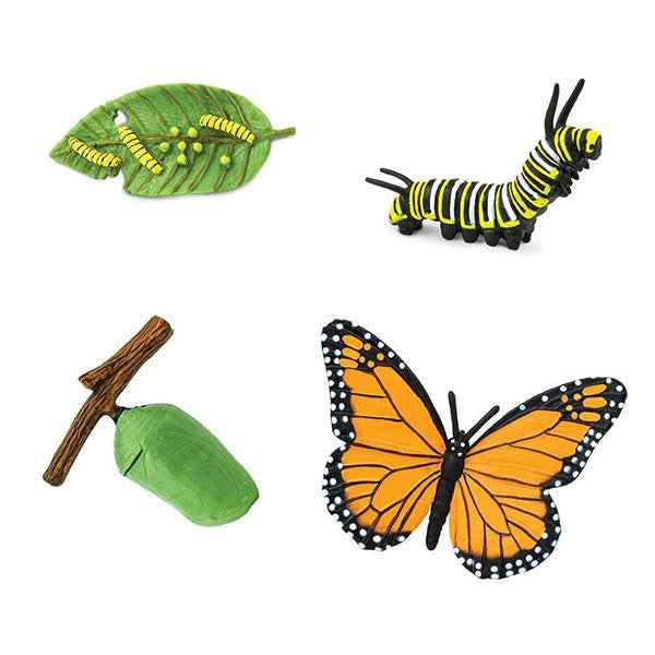 Safari Ltd. | Life Cycle of a Monarch Butterfly