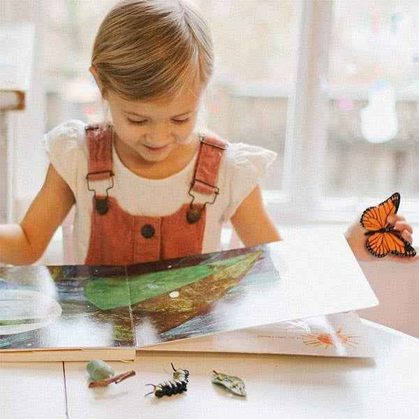 Safari Ltd. | Life Cycle of a Monarch Butterfly
