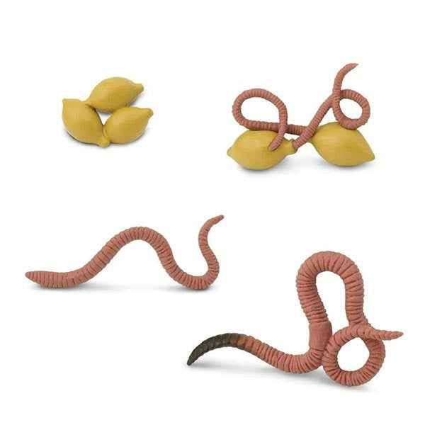 Safari Ltd. | Life Cycle of a Worm