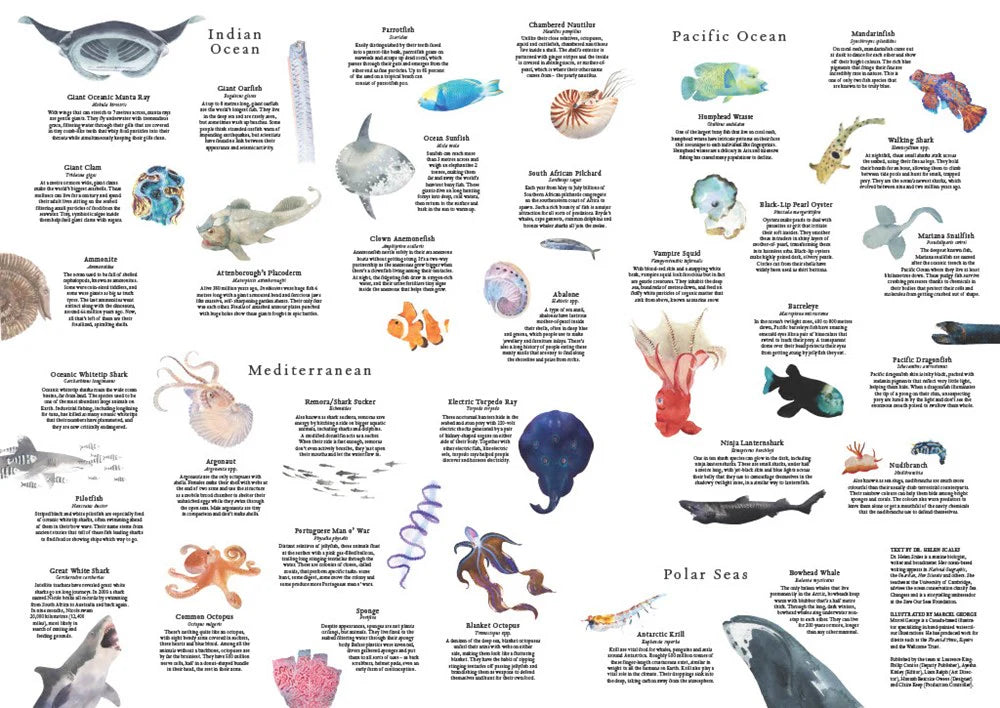 New Mags | Legpuzzel Rond De Wereld In 50 Vissen 1000 Stukjes