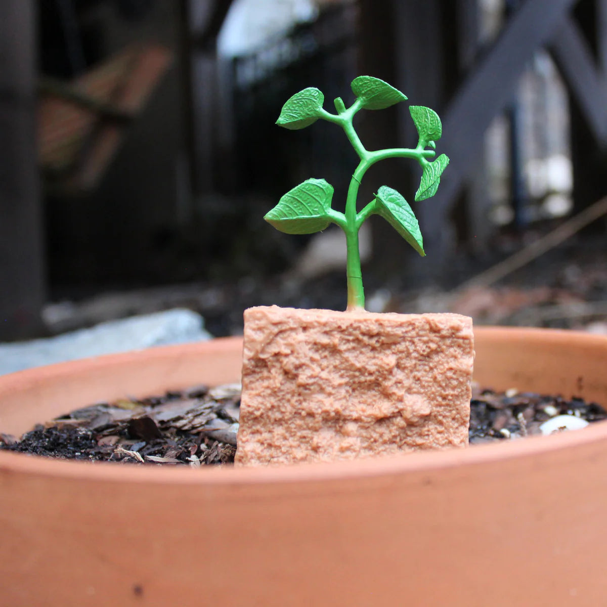 Safari Ltd. | Levenscyclus Van Een Sperzieboonplant