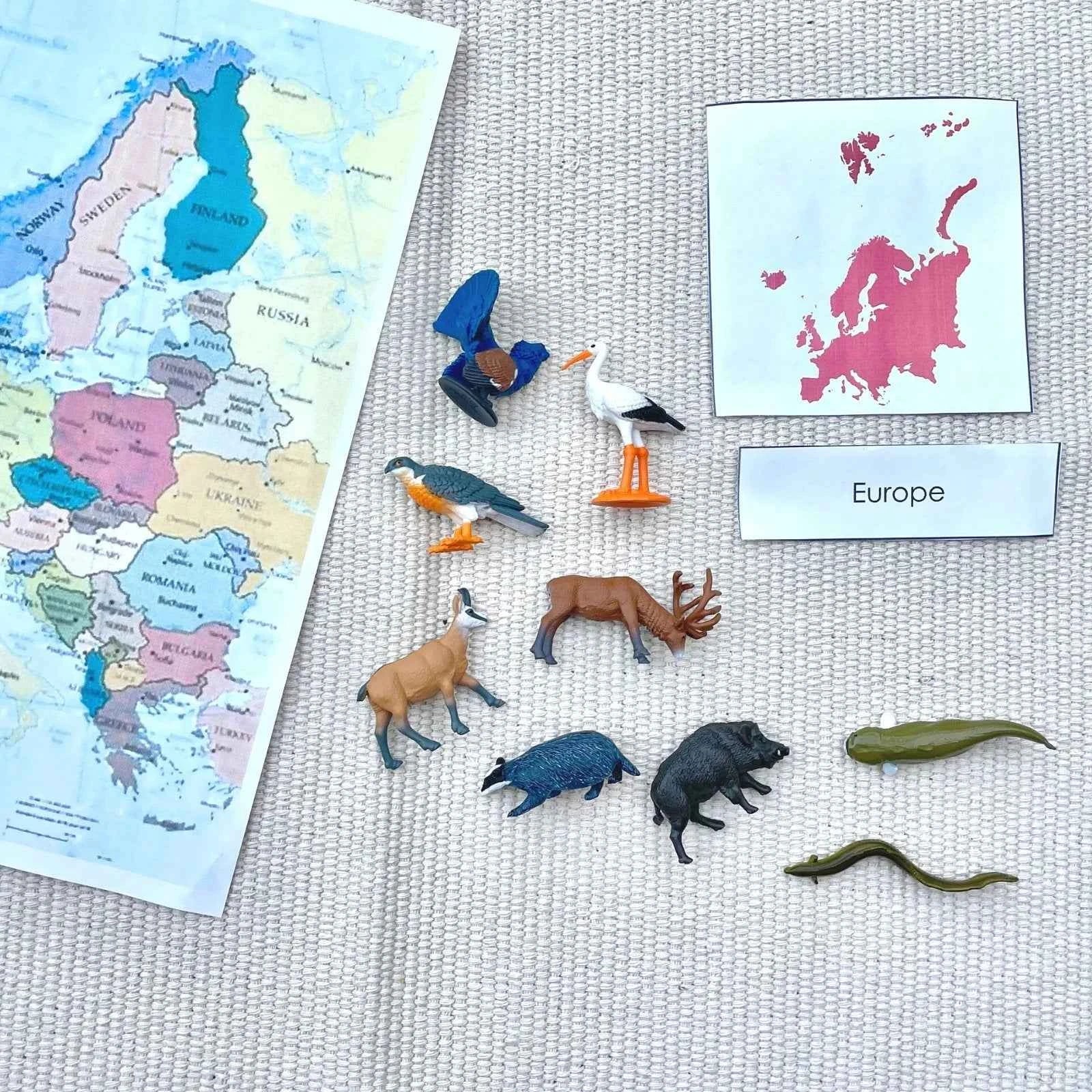 Safari Ltd. | European Animal Toy Figures