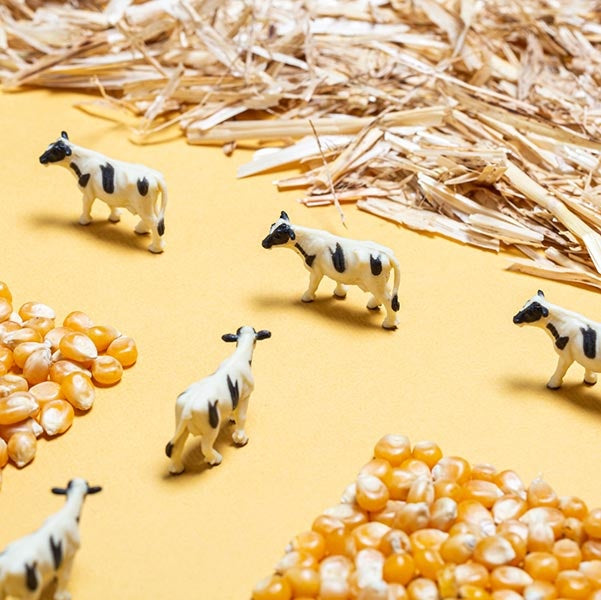Petit Boum sensorische fles - farm