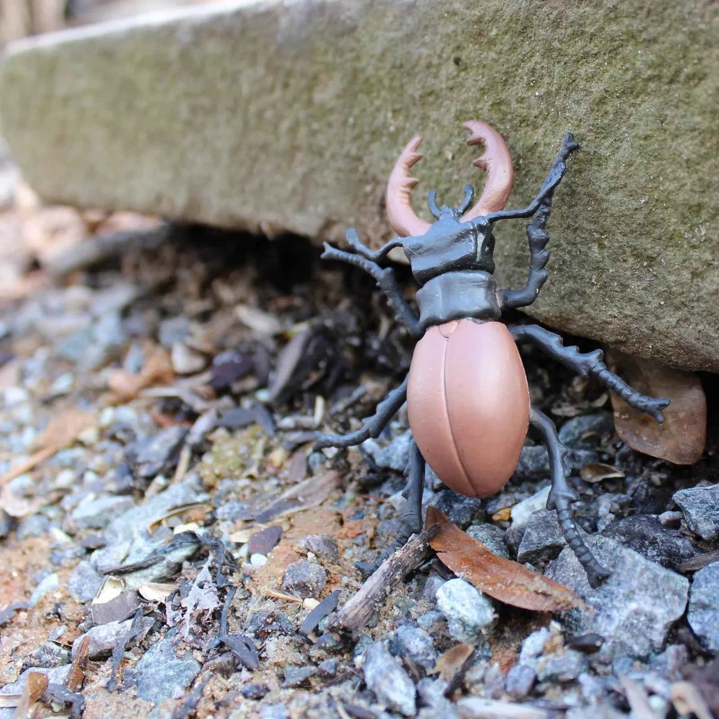 Safari Ltd. | Life Cycle of a Stag Beetle