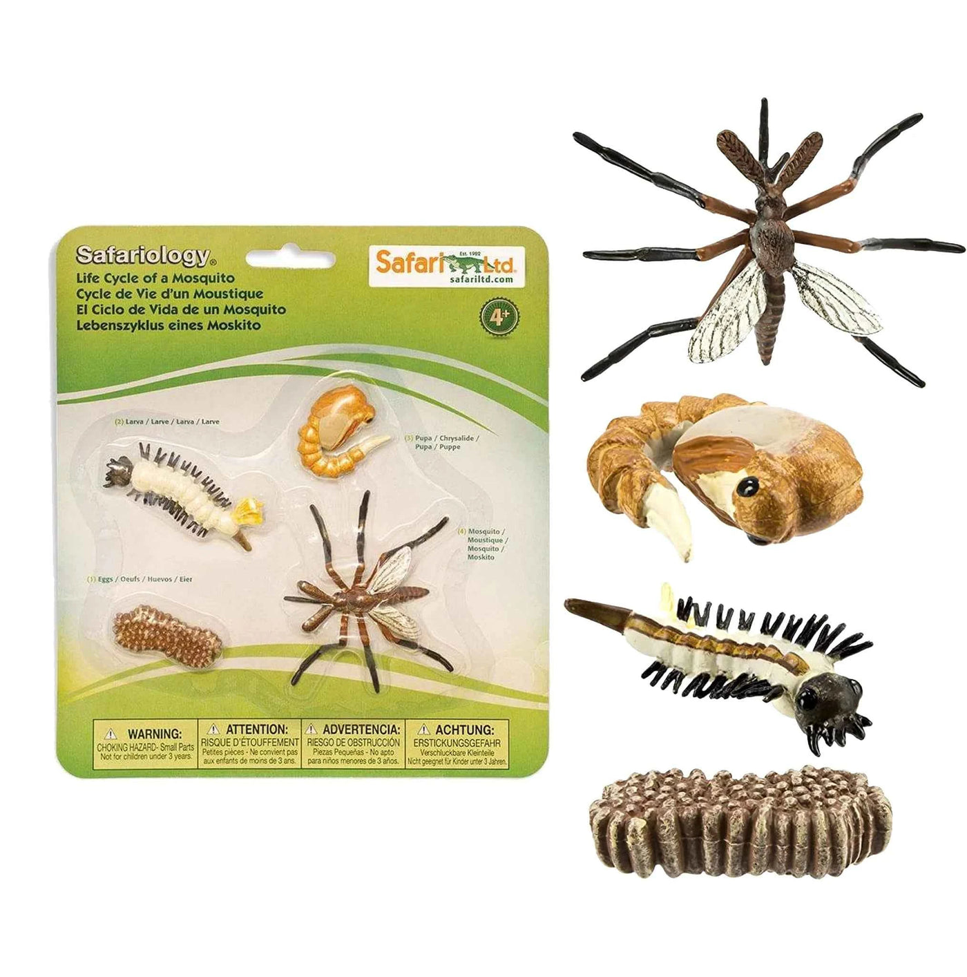 Safari Ltd. | Life Cycle of a Mosquito