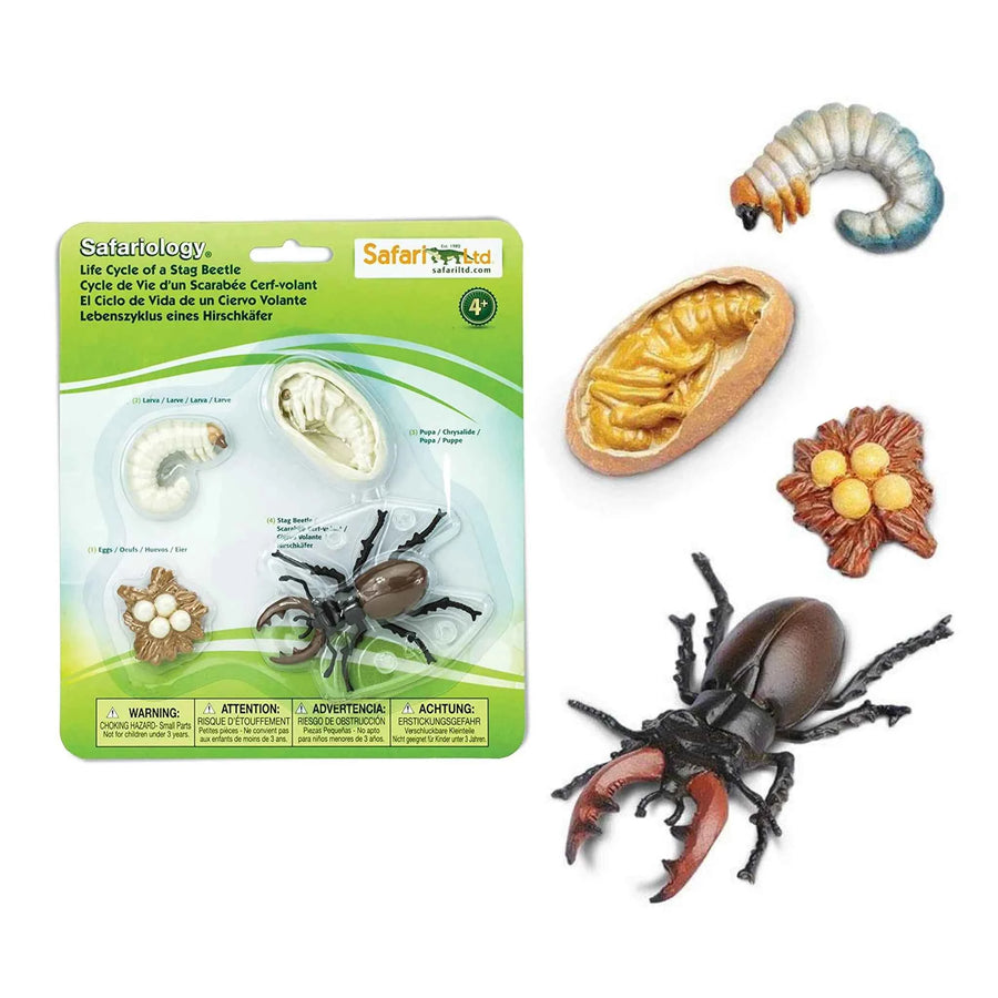 Safari Ltd. | Levenscyclus Van Een Hertkever