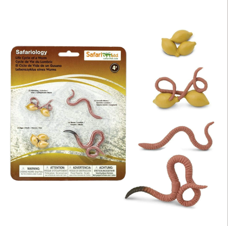 Safari Ltd. | Life Cycle of a Worm