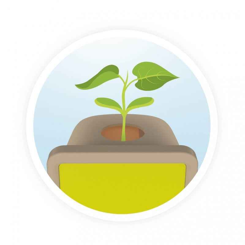 Buki | Young Plants