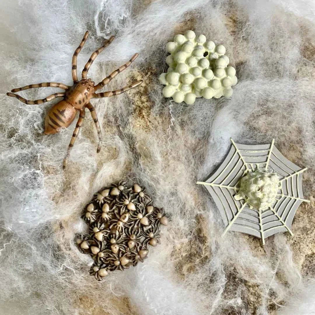 Safari Ltd. | Life Cycle of a Spider